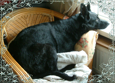 Cleo Daydreaming 
My Rainbow Bridge Girl and My Heartsong