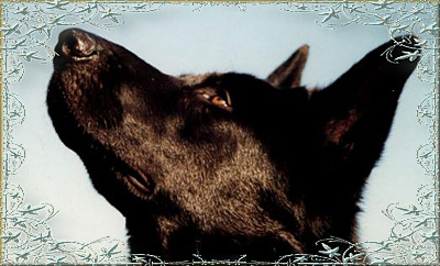Cleo
My Rainbow Bridge Girl and My Heartsong