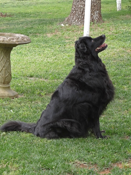 61 Lucas is squirrel watching ! 26 5 12