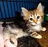 Click image for larger version. 

Name:	westside_mi._kitten1.jpg 
Views:	196 
Size:	30.4 KB 
ID:	54735