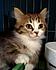Click image for larger version. 

Name:	westside_mi._kitten.jpg 
Views:	143 
Size:	19.0 KB 
ID:	54736
