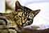Click image for larger version. 

Name:	tabby9.jpg 
Views:	94 
Size:	99.5 KB 
ID:	54742