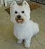 Click image for larger version. 

Name:	abby smallest.jpg 
Views:	127 
Size:	141.3 KB 
ID:	54760