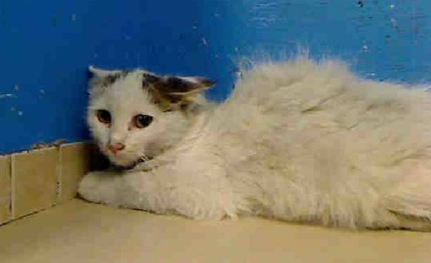 Name:  NYCACC.jpg
Views: 847
Size:  18.1 KB
