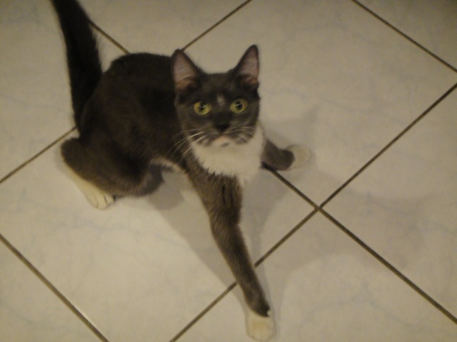 Name:  nibbles1.jpg
Views: 857
Size:  73.9 KB