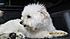Click image for larger version. 

Name:	Fido.jpg 
Views:	113 
Size:	72.3 KB 
ID:	54770