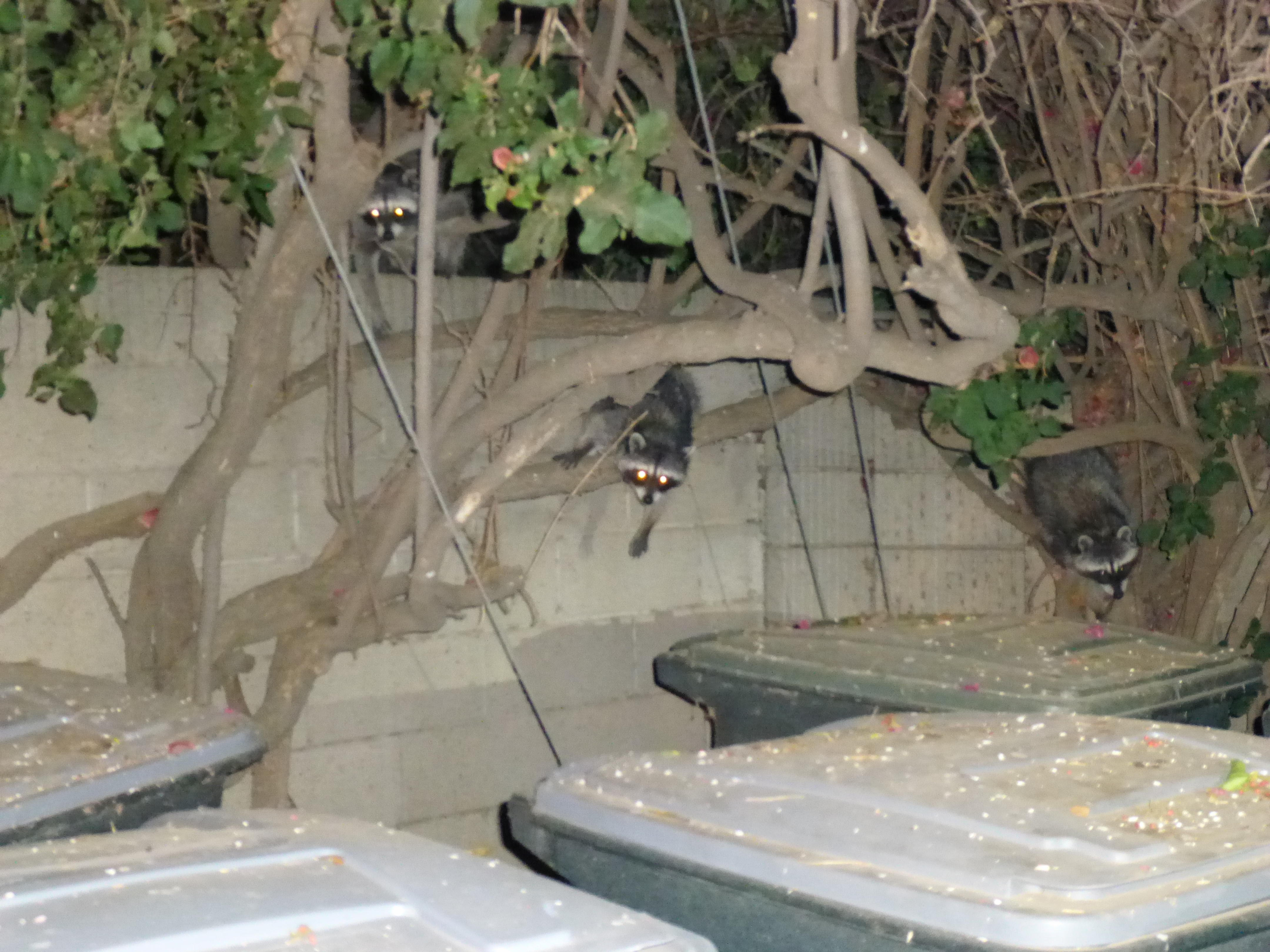 Name:  THREE IN A TREE.jpg
Views: 330
Size:  1.17 MB