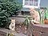 Click image for larger version. 

Name:	IMG_1902feral1+2.jpg 
Views:	99 
Size:	128.5 KB 
ID:	54792