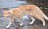 Click image for larger version. 

Name:	IMG_1904feral2_gaunt.jpg 
Views:	95 
Size:	84.9 KB 
ID:	54793