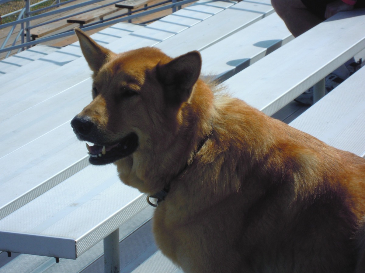 Name:  Pupper watching the race.JPG
Views: 212
Size:  250.8 KB