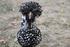 Click image for larger version. 

Name:	aretha.jpg 
Views:	428 
Size:	501.6 KB 
ID:	54810