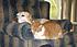 Click image for larger version. 

Name:	casey-buddy-9-23-06.jpg 
Views:	155 
Size:	58.2 KB 
ID:	54814