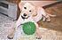 Click image for larger version. 

Name:	casey-puppy.JPG 
Views:	165 
Size:	17.7 KB 
ID:	54815