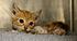 Click image for larger version. 

Name:	chicago_CH_KITTEN_ON_VERY_URGENT_LIST!!!!.jpg 
Views:	110 
Size:	45.6 KB 
ID:	54826