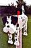 dalmatian