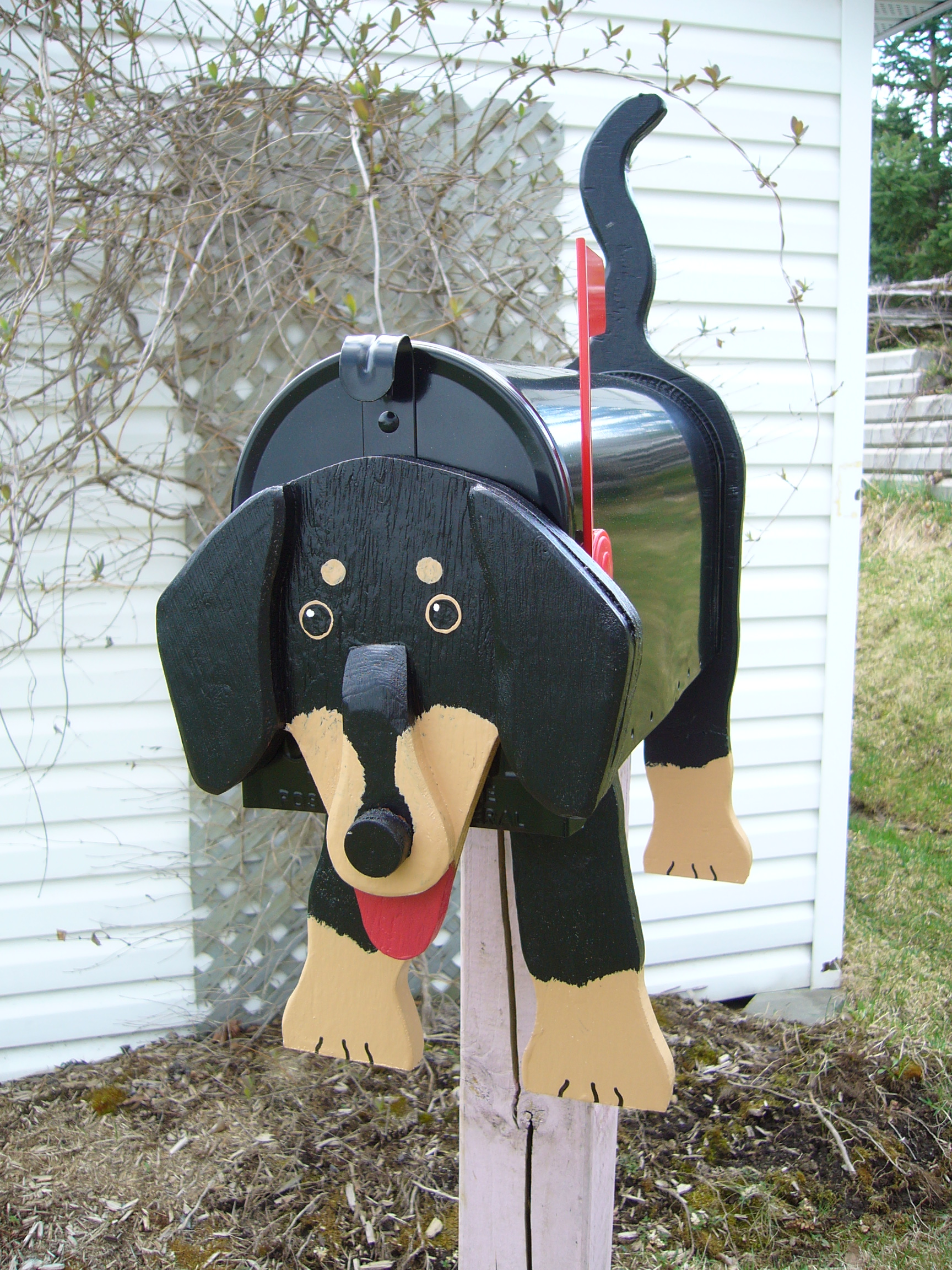 dachshund
