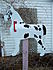 great dane