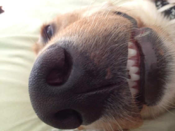 Name:  smcomet-needs-braces.jpg
Views: 216
Size:  44.9 KB