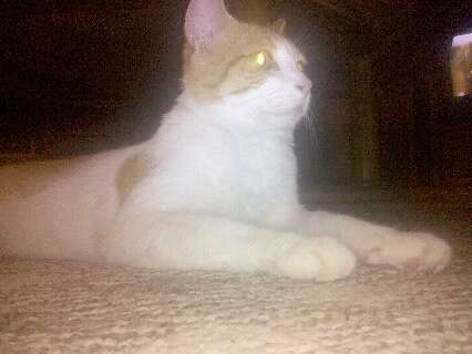D.T. has the most muscle mass out of all my cats, and weighs the most even though he is smaller than max.