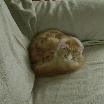 Lulu peeking over her tail
