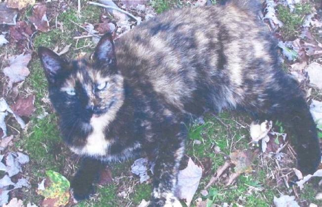 Name:  tortie.JPG
Views: 876
Size:  85.3 KB