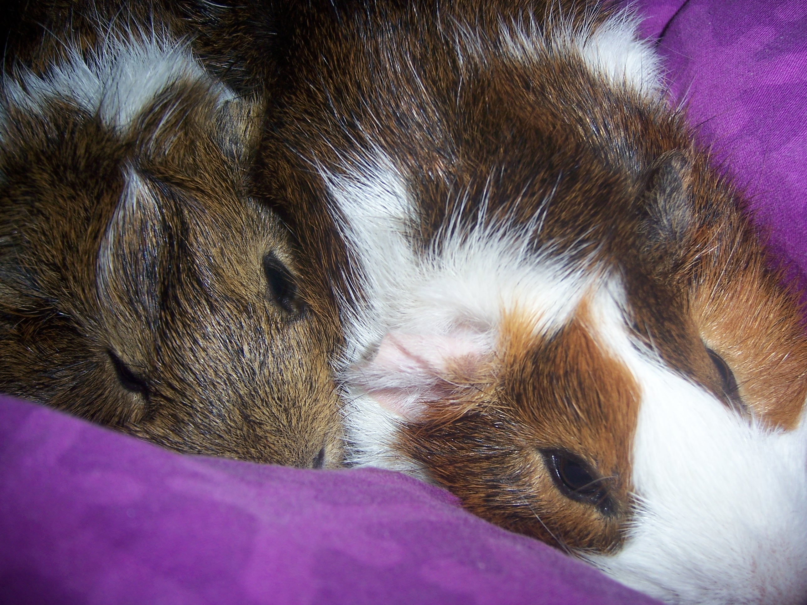 Dad Eros to the left resting next to me and his son, Helios