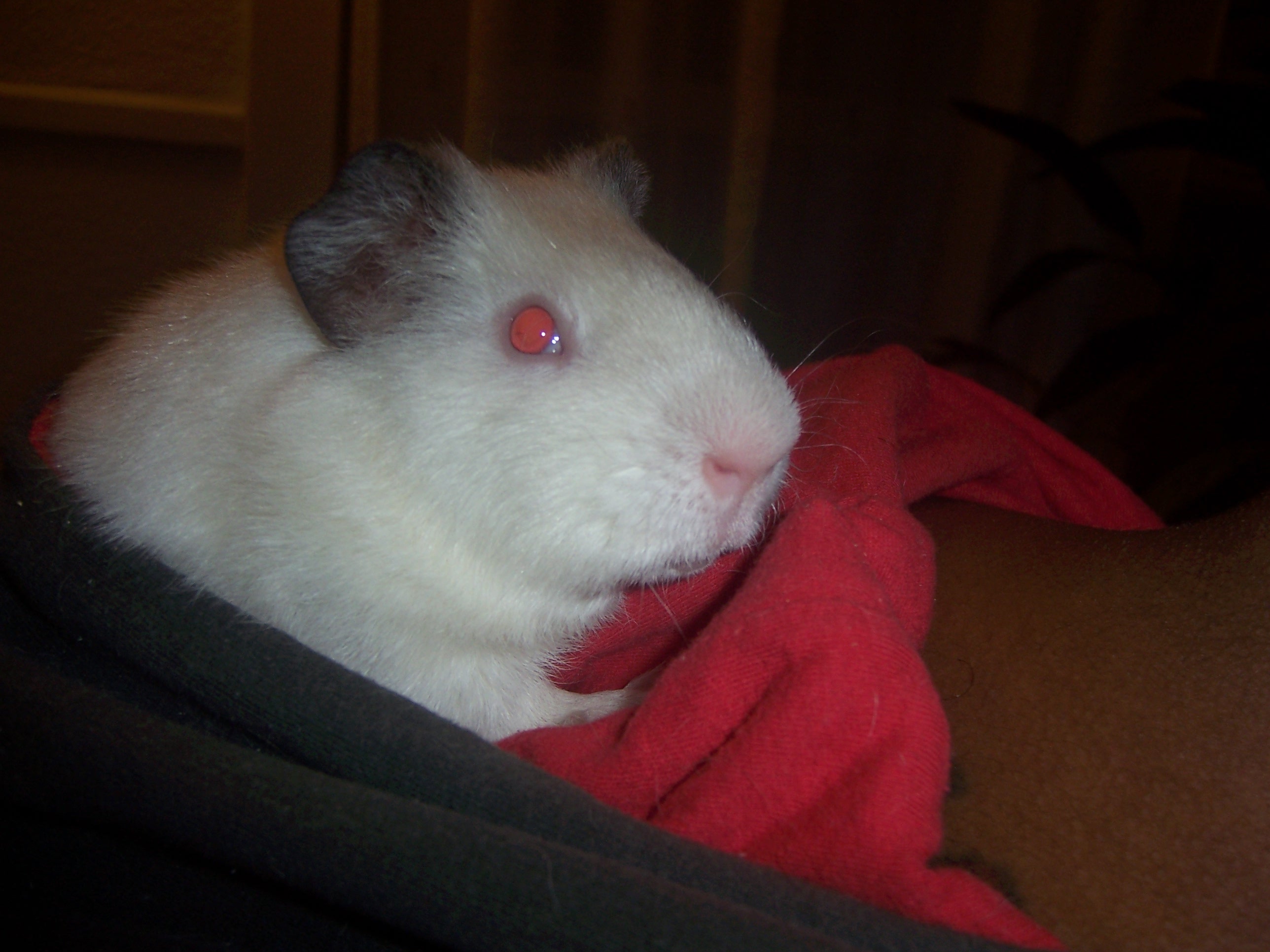 Dag loves to sit in his daddy's hoodie, he will sit there for as long as you want him