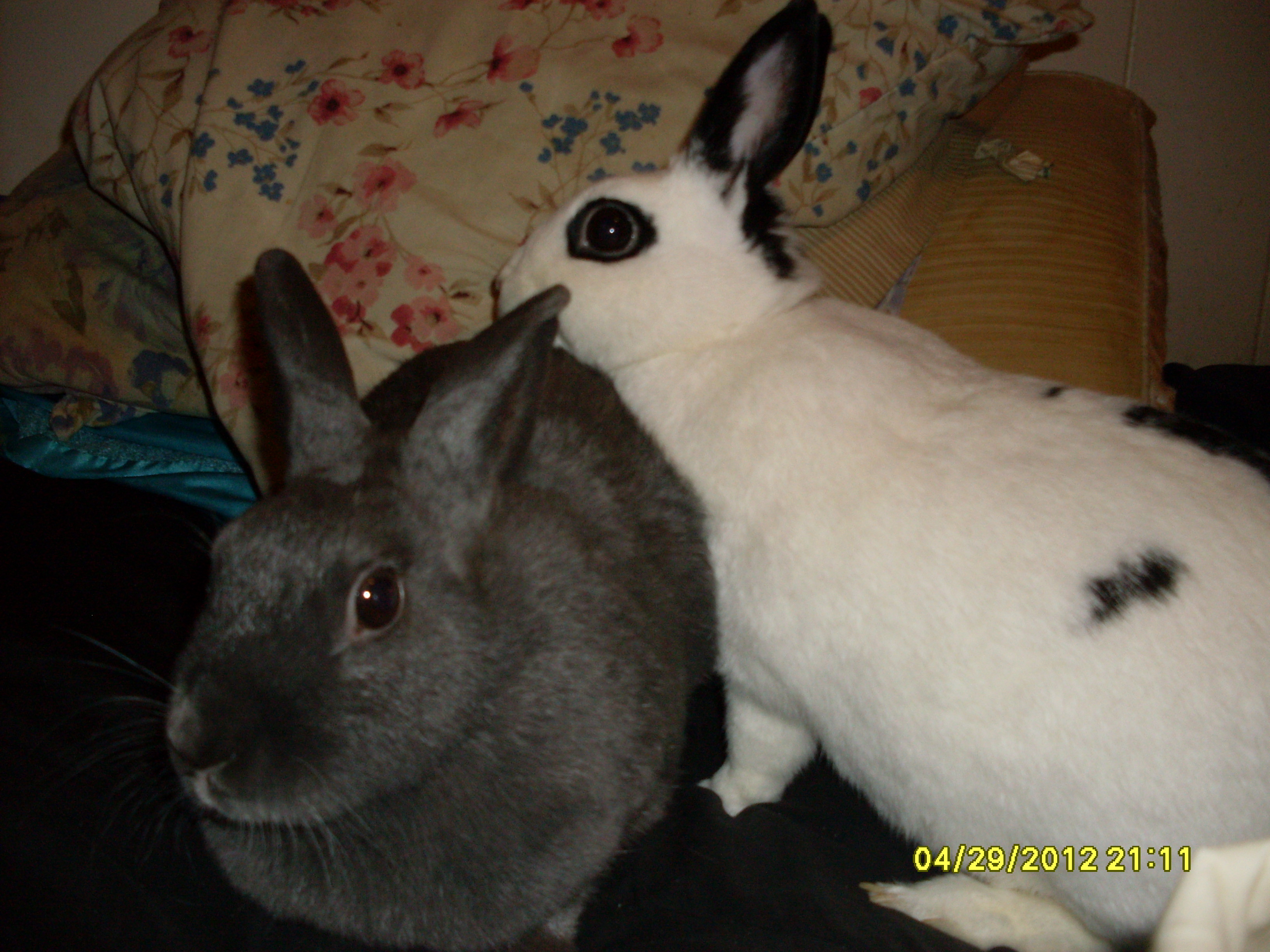 Buggs Bunny and Specks