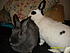 Buggs Bunny and Specks