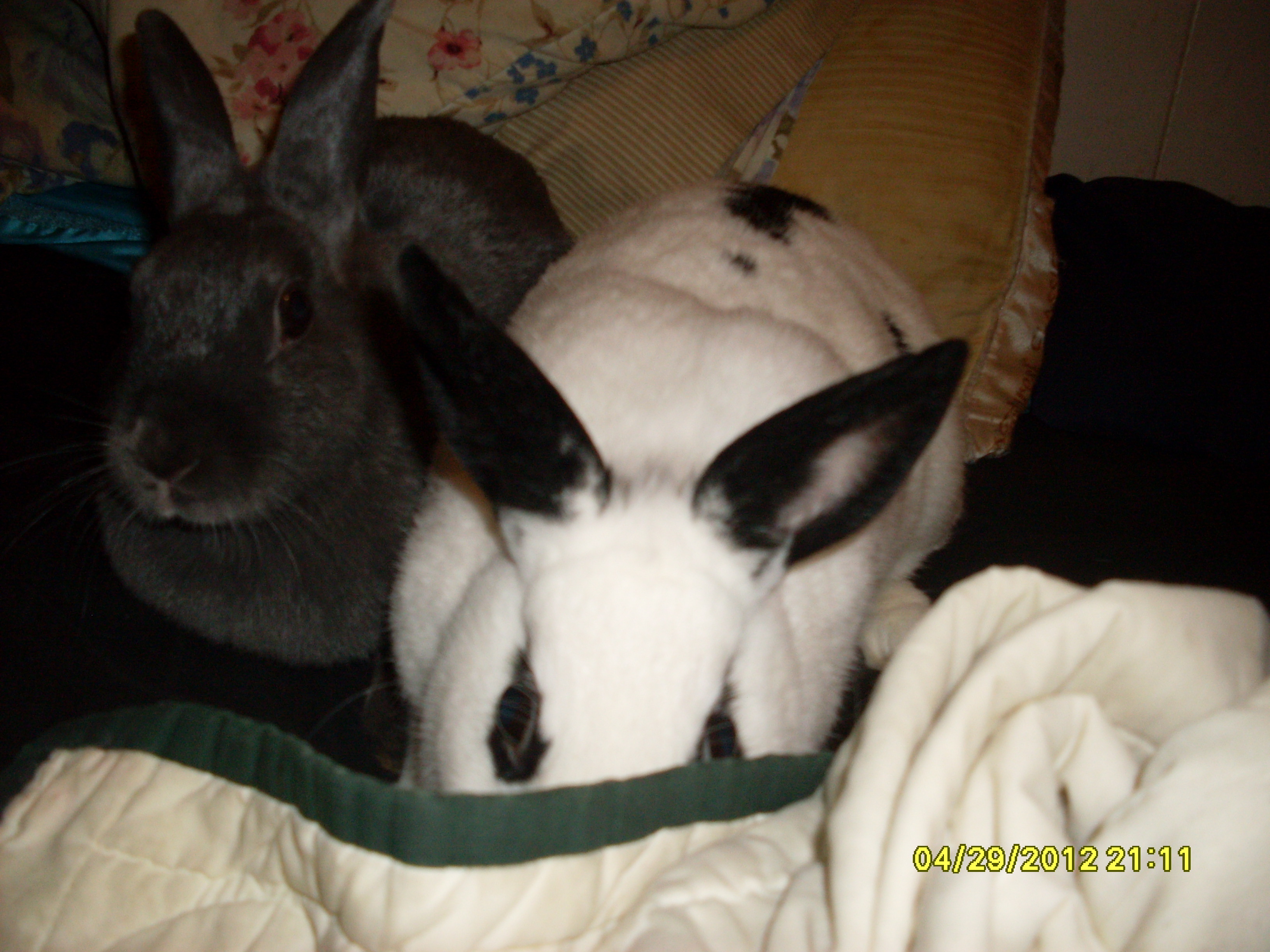 Specks and Buggs Bunny