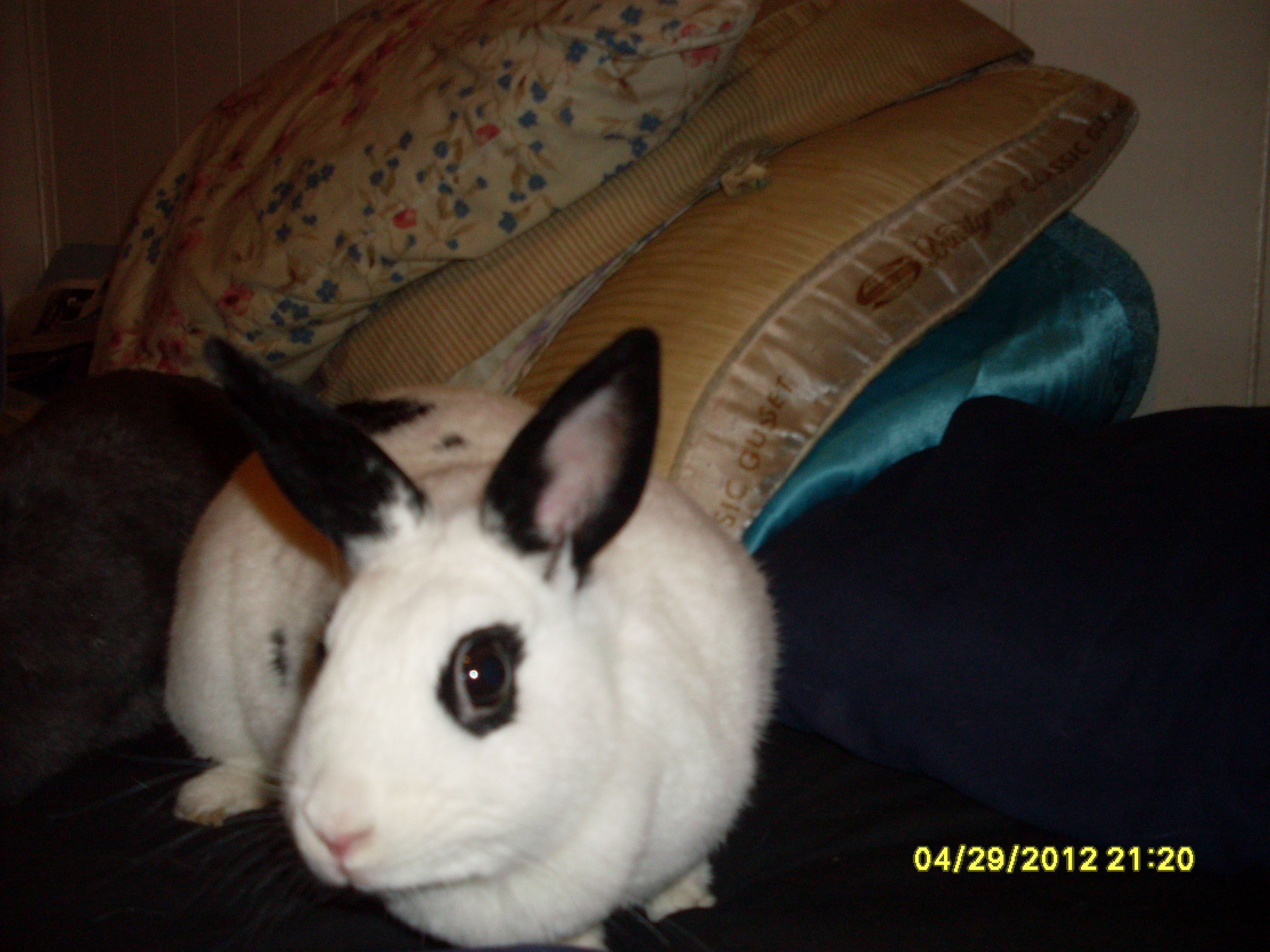 What's up doc