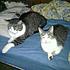 Click image for larger version. 

Name:	bunnycat.jpg 
Views:	126 
Size:	23.1 KB 
ID:	55094
