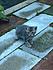 Click image for larger version. 

Name:	Kitten_2_at_Hay.jpg 
Views:	158 
Size:	106.2 KB 
ID:	55123