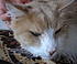 Click image for larger version. 

Name:	PA040114.JPG 
Views:	153 
Size:	1.11 MB 
ID:	55147