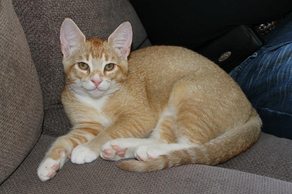 Mjau
This picture is from the day I got him, so he was so tired! The person behind him is my father! :)