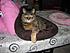 Click image for larger version. 

Name:	Kitty_Girl.jpg 
Views:	111 
Size:	62.1 KB 
ID:	55200