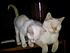 Click image for larger version. 

Name:	564863_4677941191976_563837161_n.jpg 
Views:	160 
Size:	36.3 KB 
ID:	55203