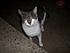 Click image for larger version. 

Name:	li_mom_cat_and_babies_4.jpg 
Views:	98 
Size:	77.7 KB 
ID:	55218