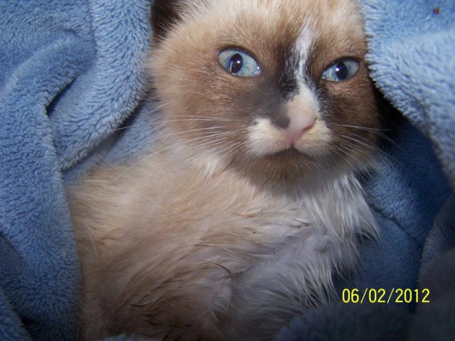 Name:  ch_kitty_Columbia_SC.jpg
Views: 939
Size:  100.6 KB