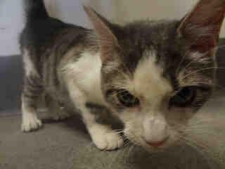 Name:  maryland_CH_KItty!.jpg
Views: 1122
Size:  7.9 KB