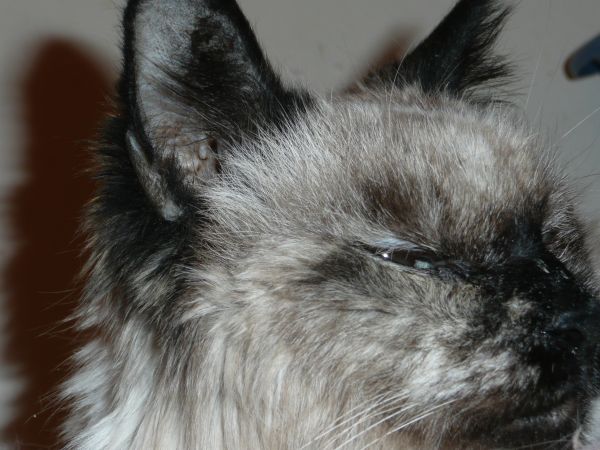 Name:  Lavinia 004.jpg
Views: 1820
Size:  78.0 KB