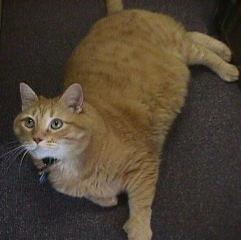 Name:  morrisbestr.jpg
Views: 377
Size:  9.1 KB