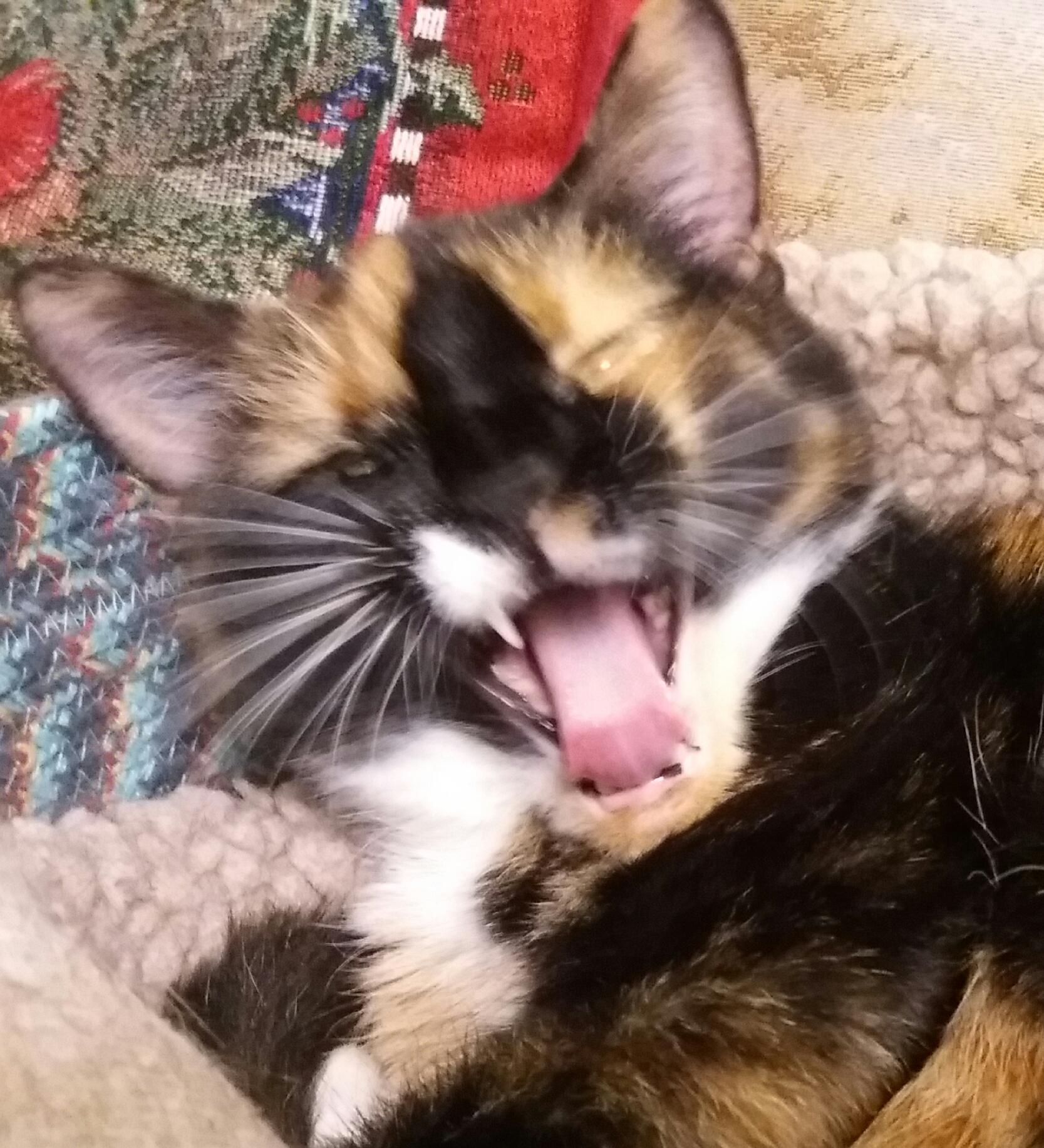 Name:  minyawn.jpg
Views: 139
Size:  348.0 KB