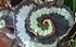Click image for larger version. 

Name:	rex1.jpg 
Views:	111 
Size:	68.7 KB 
ID:	59574