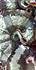 Click image for larger version. 

Name:	rex2.jpg 
Views:	109 
Size:	72.1 KB 
ID:	59575