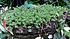 Click image for larger version. 

Name:	sedum.jpg 
Views:	87 
Size:	90.6 KB 
ID:	59608