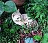 Click image for larger version. 

Name:	gcat3.jpg 
Views:	111 
Size:	87.6 KB 
ID:	59616