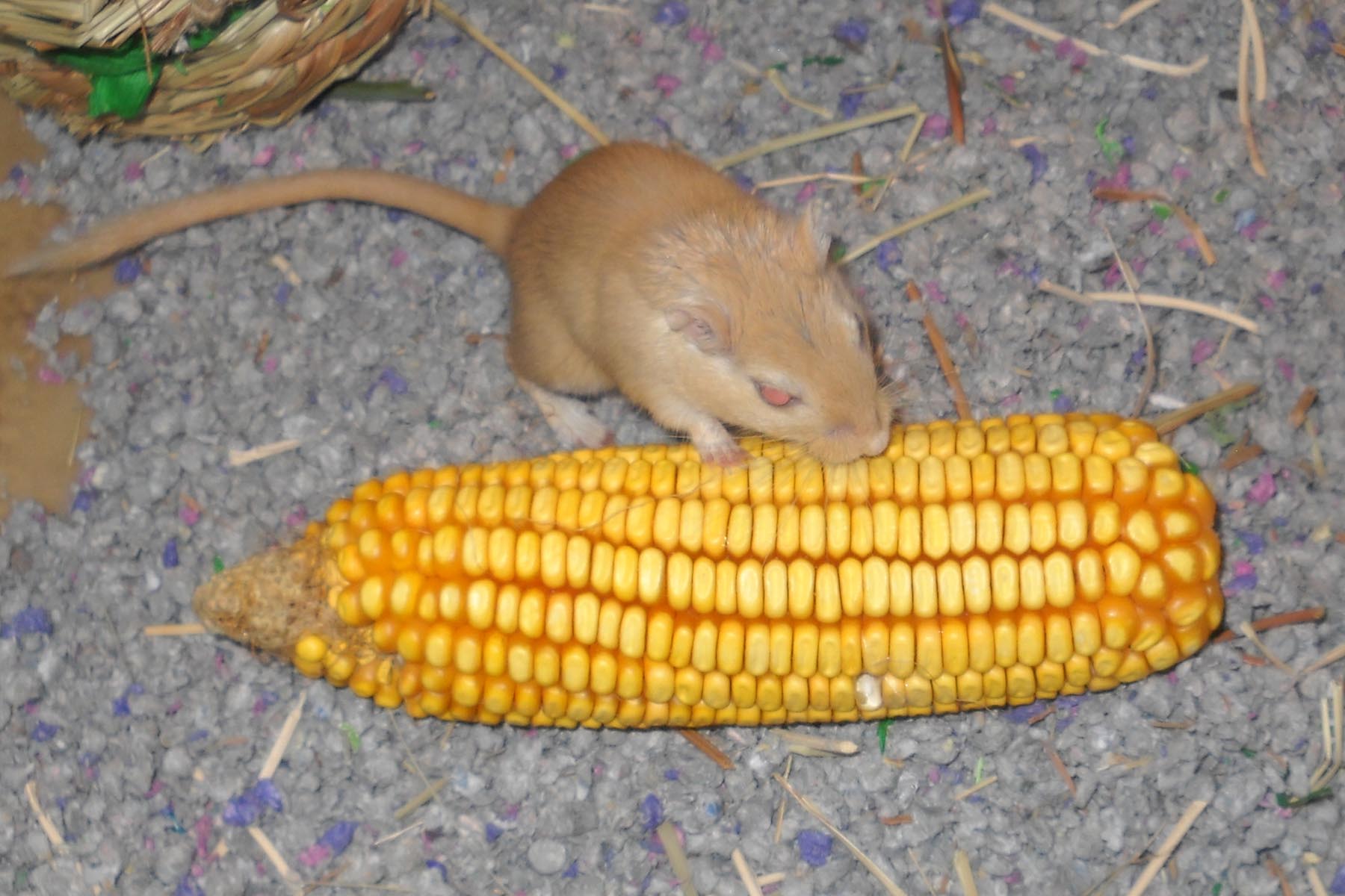 Name:  Sandy with corn.jpg
Views: 155
Size:  200.9 KB