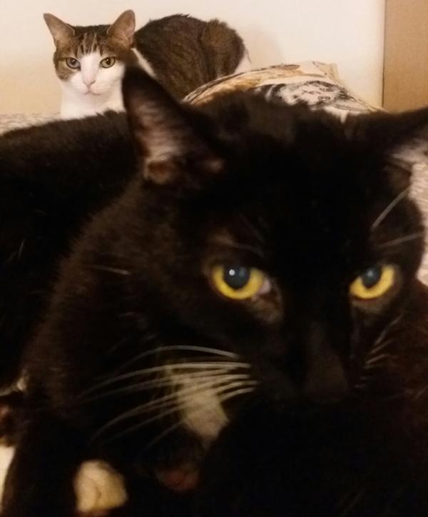 Name:  photobomb.jpg
Views: 153
Size:  30.8 KB