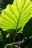 Click image for larger version. 

Name:	leaf.jpg 
Views:	82 
Size:	57.7 KB 
ID:	59717
